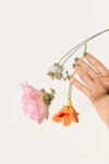 person holding pink and yellow flowers