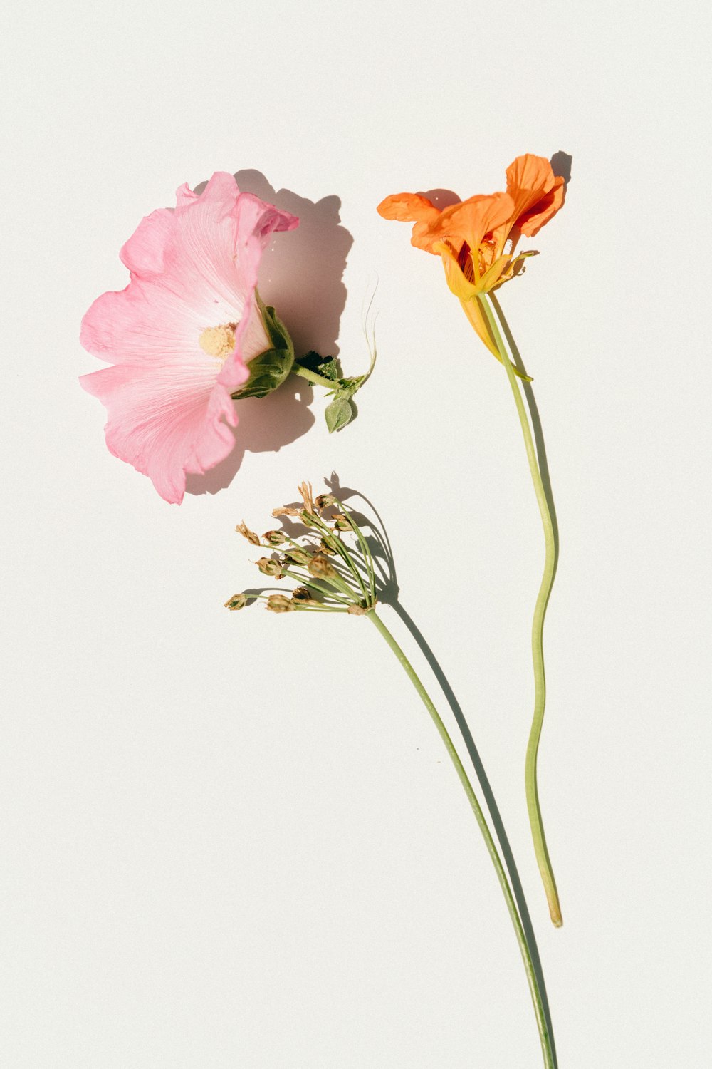 pink and yellow flowers on white background