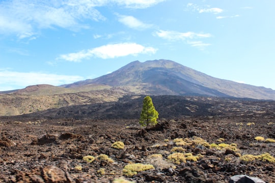 green trees on brown soil under blue sky during daytime in Teide National Park Spain