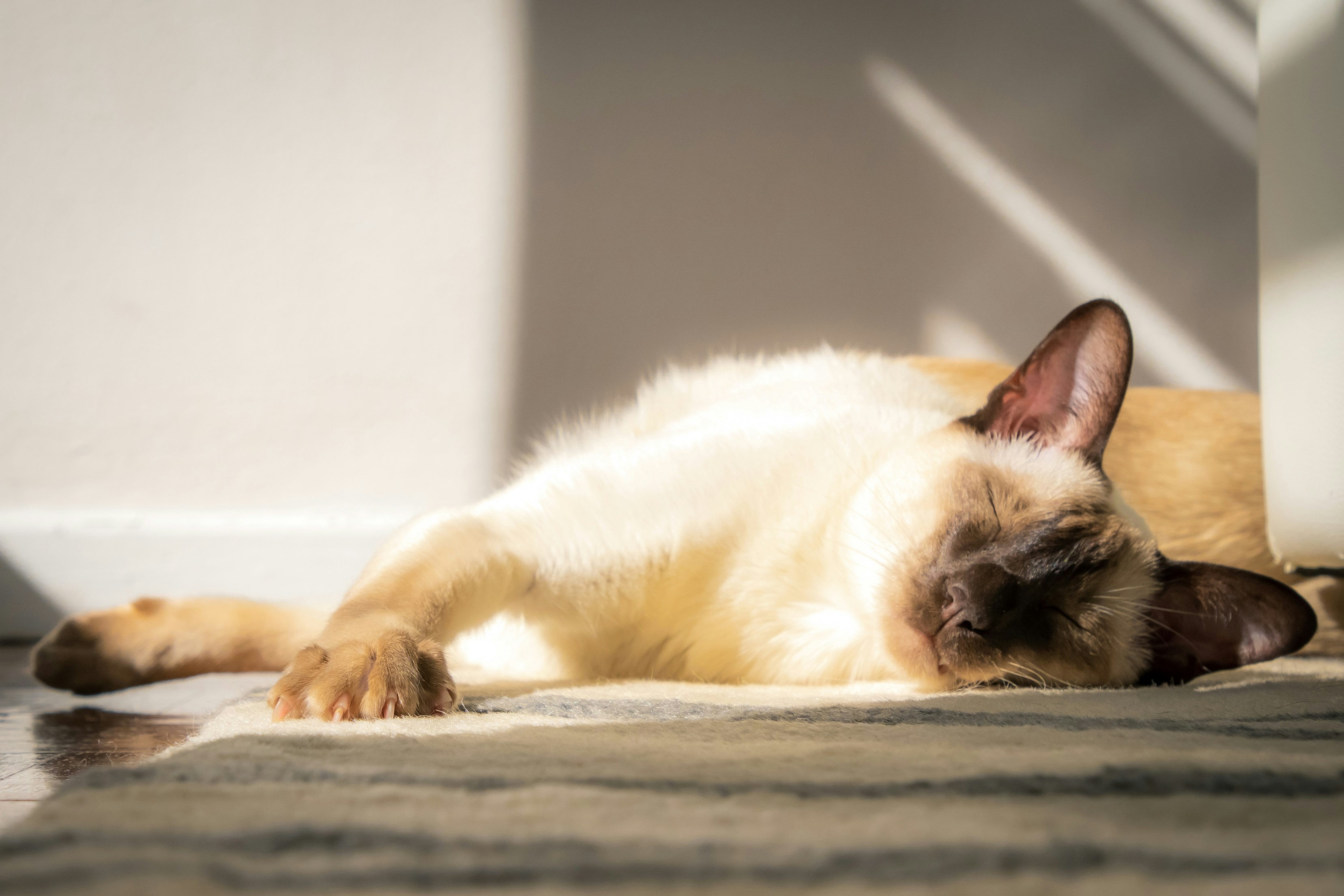 white and brown cat lying on gray concrete floor