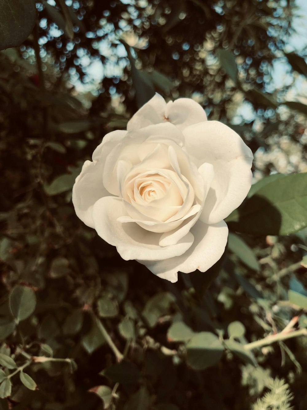 white rose in bloom during daytime