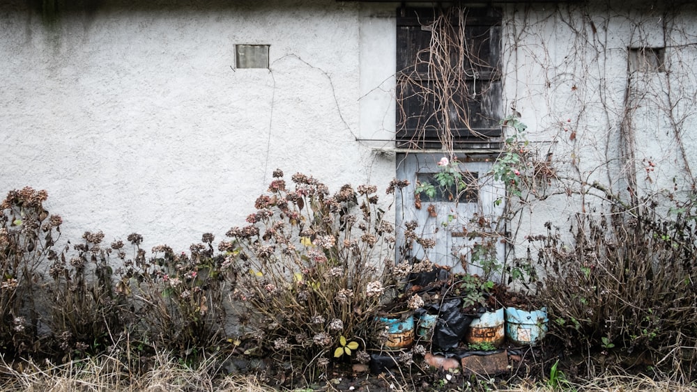 green and brown plants on white concrete wall