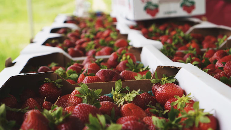 strawberries in white flat cartons