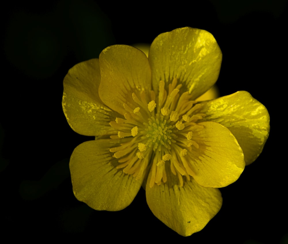 yellow flower in black background
