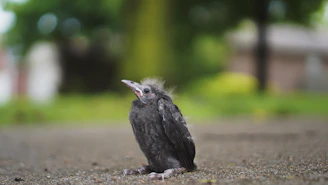 A young gamefowl perched on a low natural wooden perch, preparing to take off.