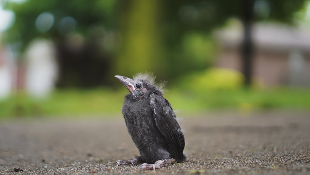 black bird on gray ground during daytime