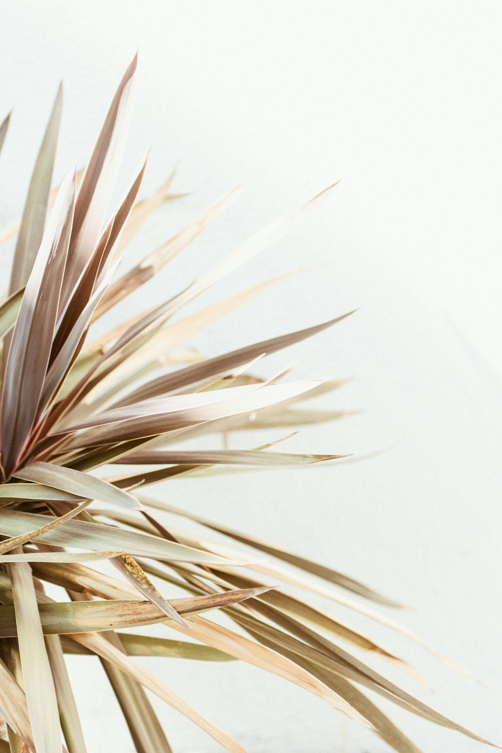 white and brown plant on white background