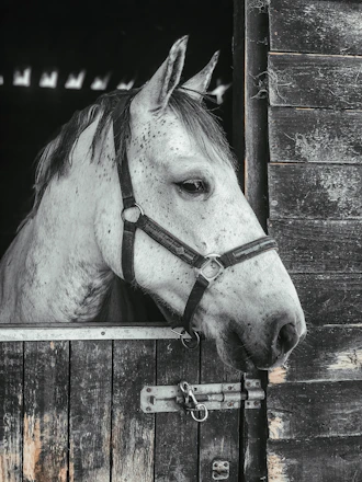 Elegant stable corridor bathed in soft golden light, with a majestic horse standing gracefully.
