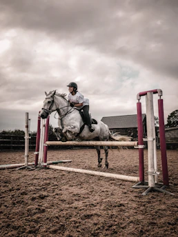 A focused rider guiding a horse over a colorful showjumping pole in a sunlit arena.