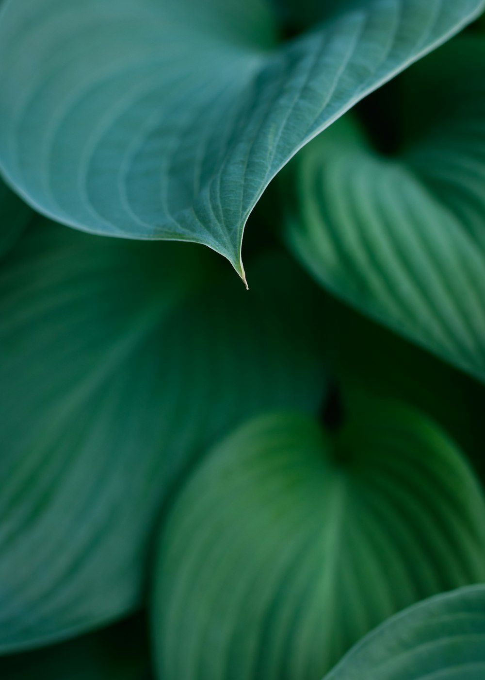 Weißes Blatt in Nahaufnahme