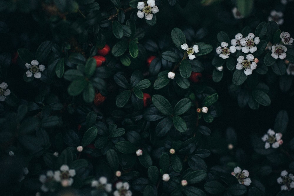 flores blancas con hojas verdes