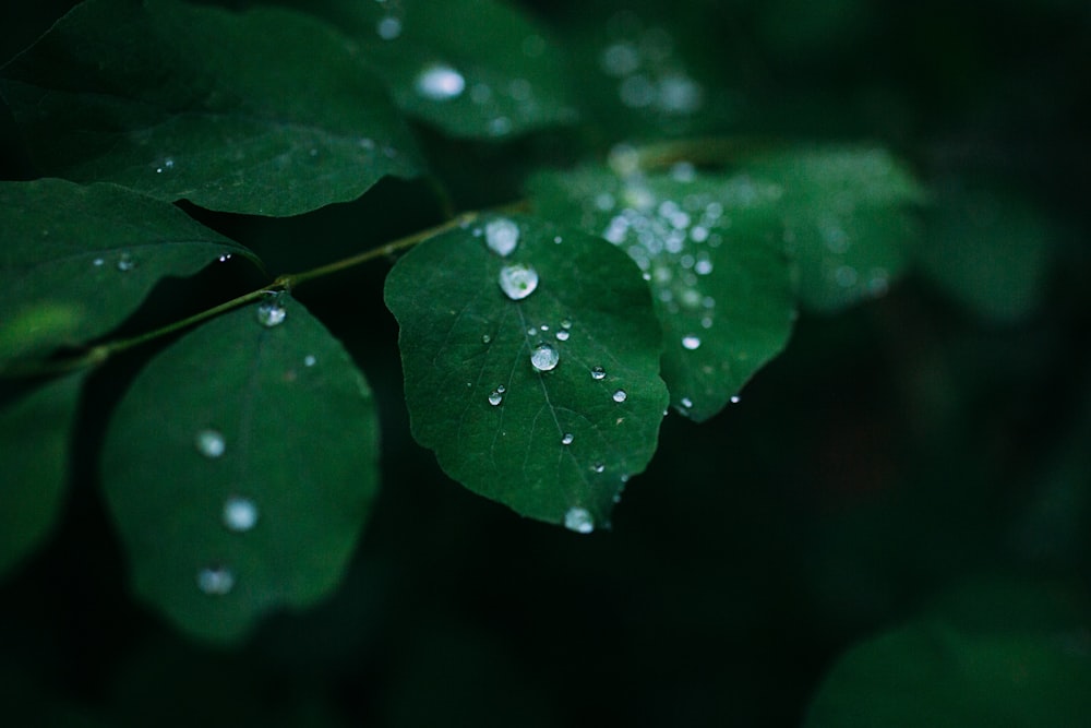 water droplets on green leaf