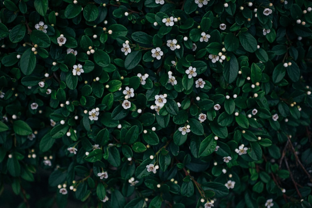 white flowers with green leaves