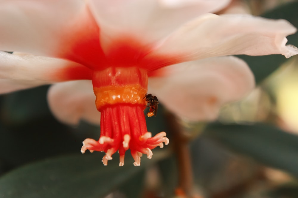 black and yellow bee on white and red flower