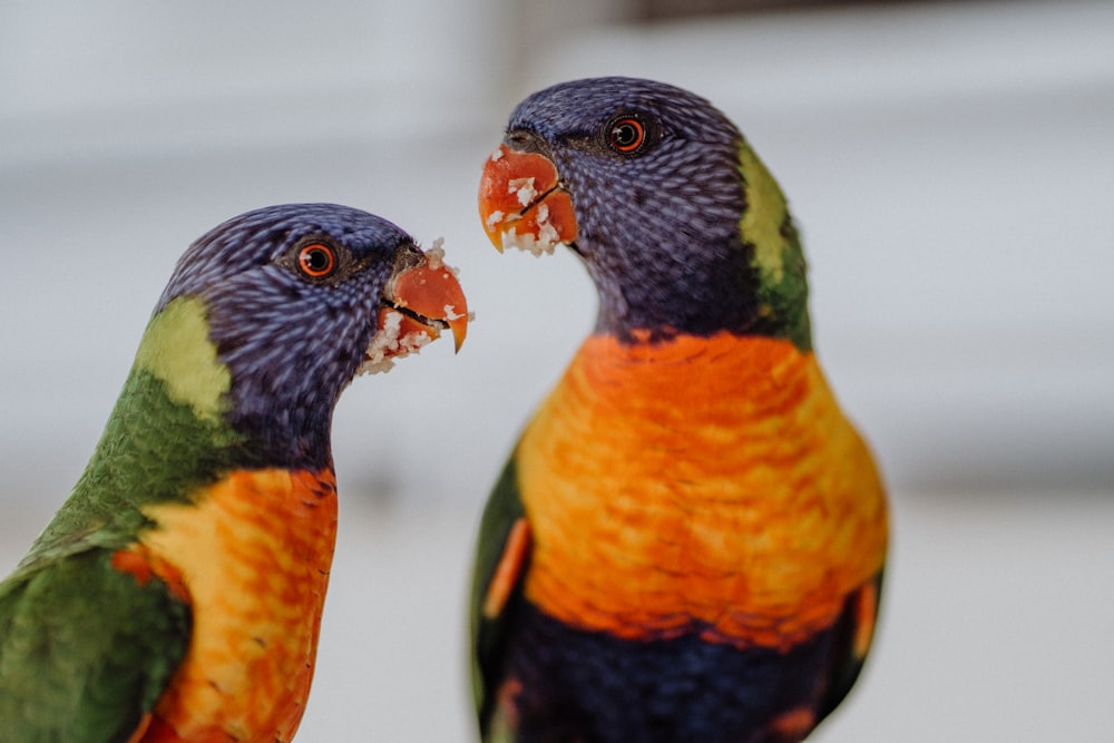 volée d’oiseaux sur la branche d’arbre