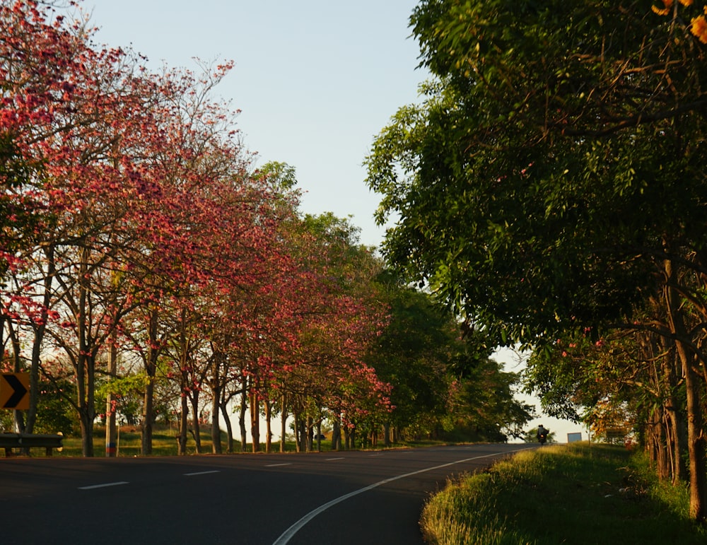 red leaf trees beside road during daytime