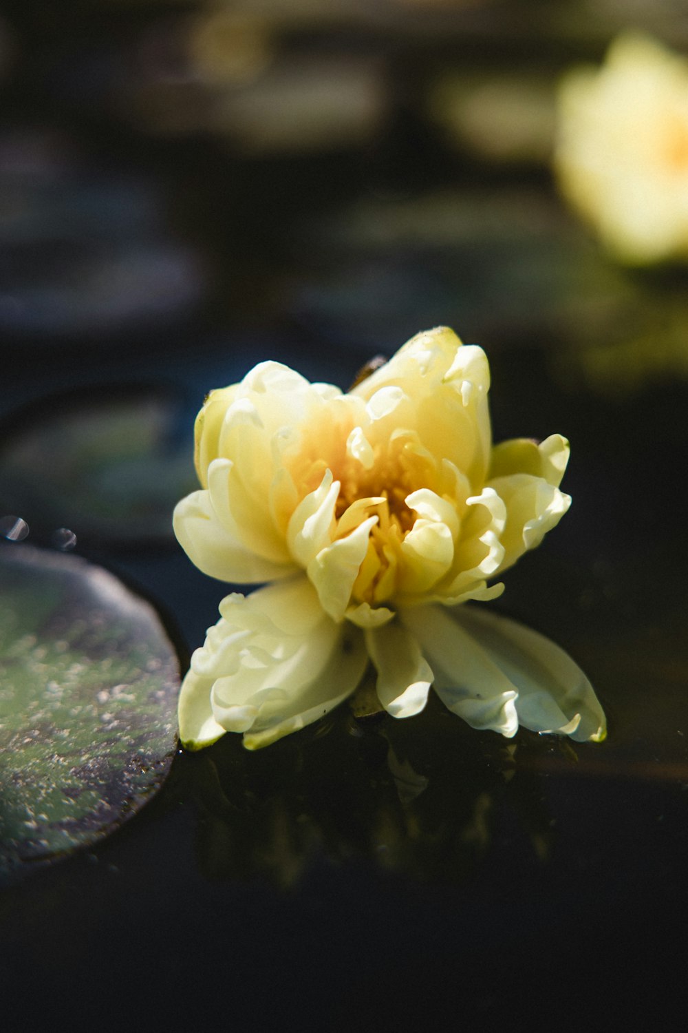 yellow flower on water droplets