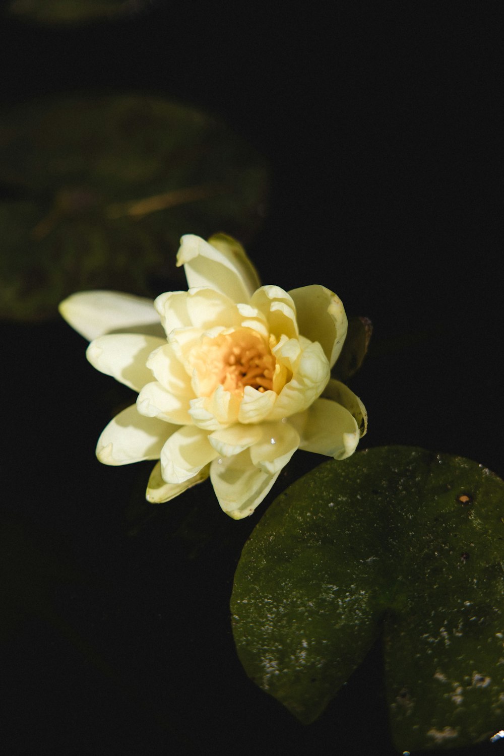 white flower on green leaf