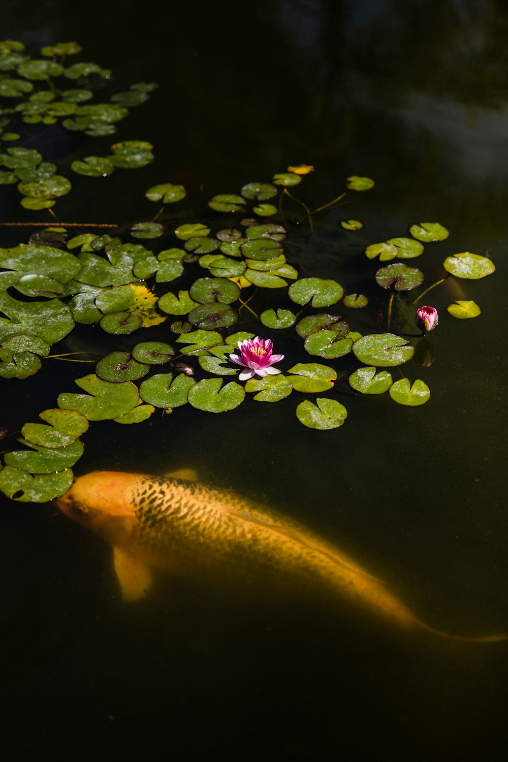 yellow and orange fish on water with pink flower petals