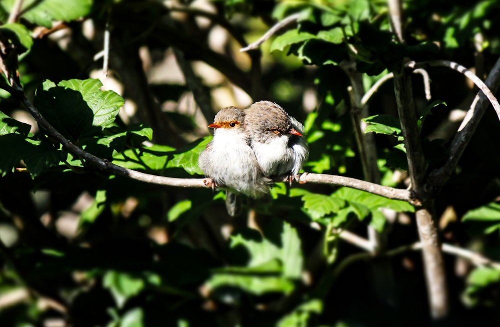 white and brown bird on tree branch during daytime