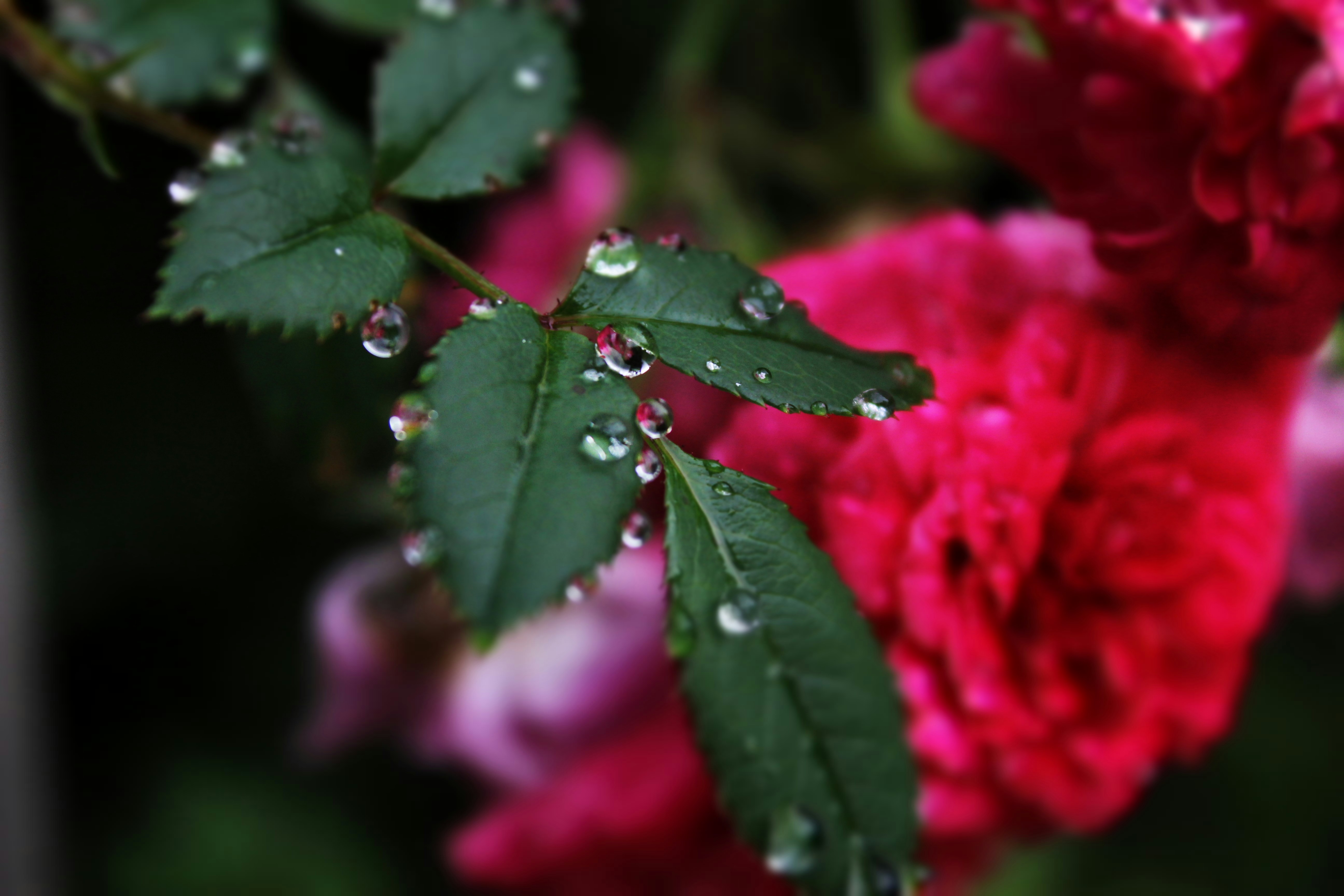 Photo by scottkelley