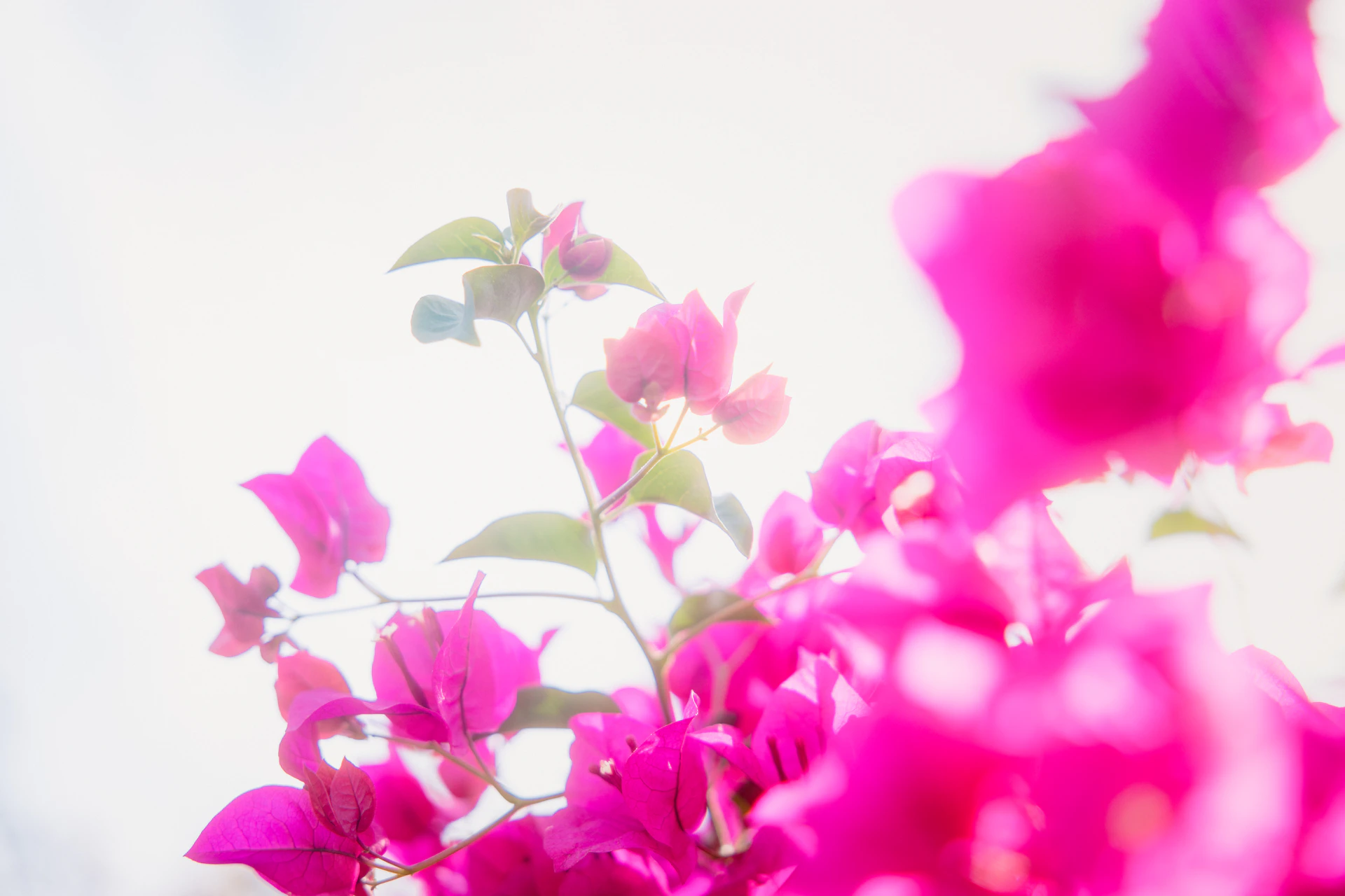 pink flowers with green leaves