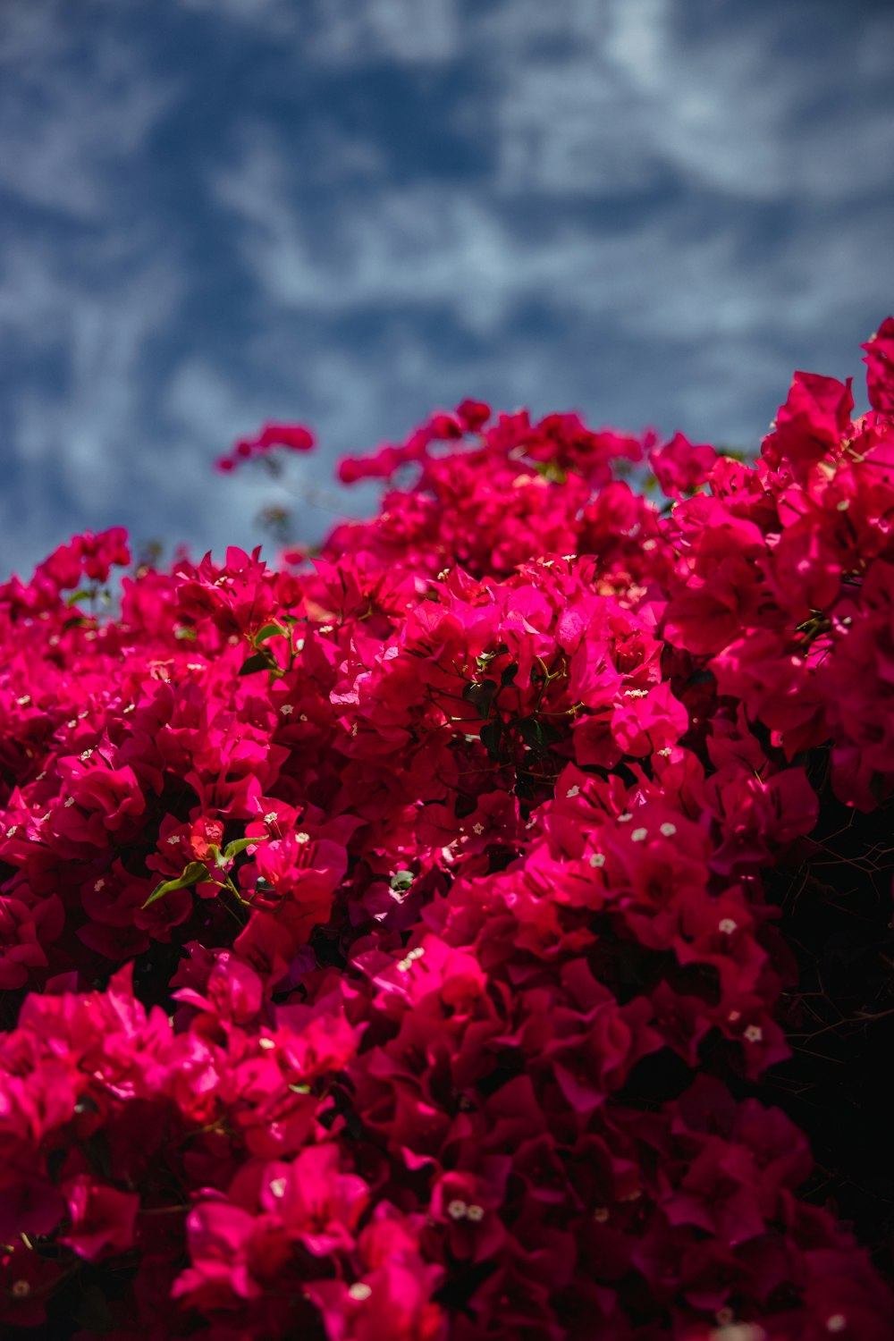 pink flowers in tilt shift lens