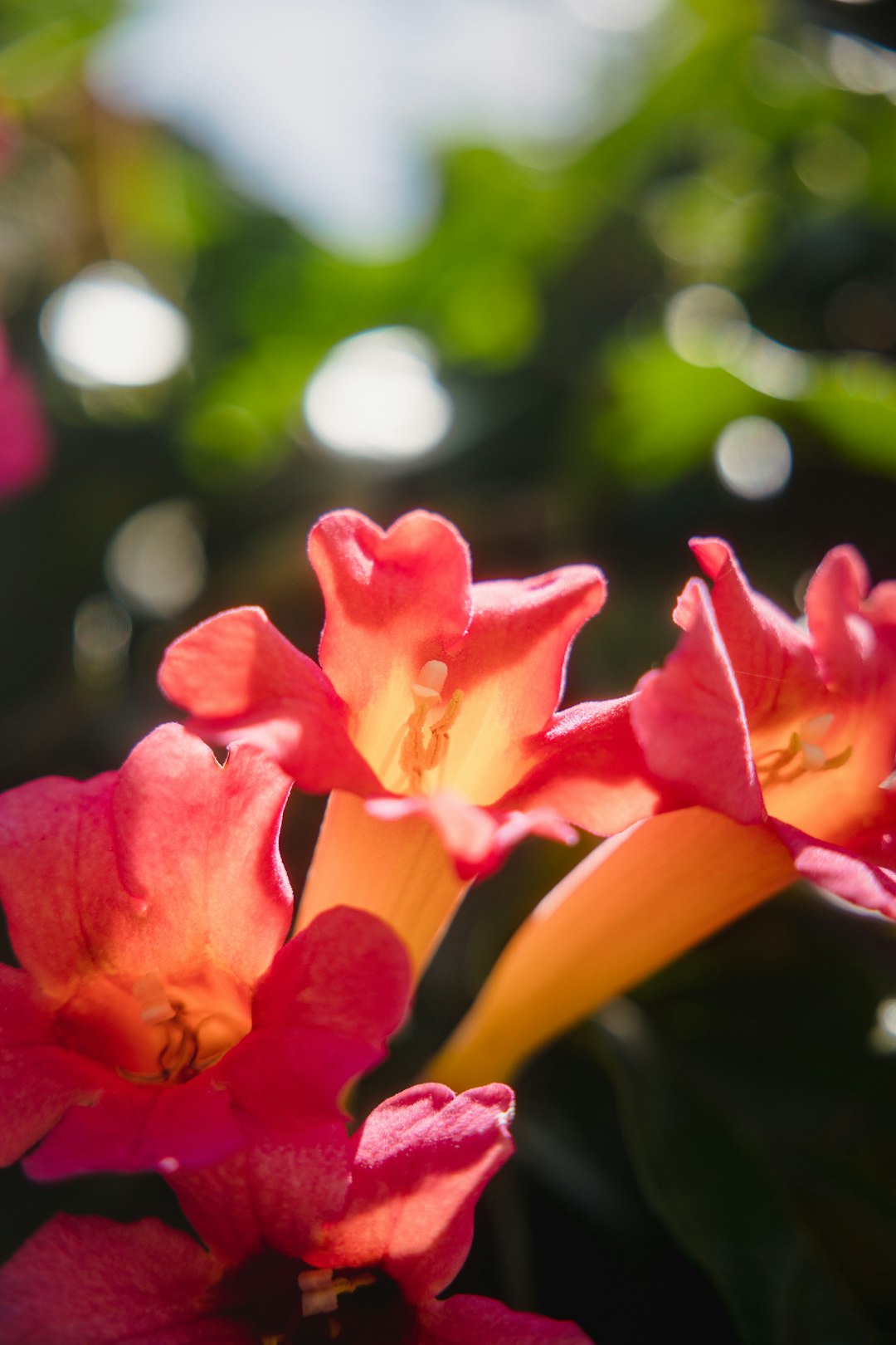 pink flower in tilt shift lens