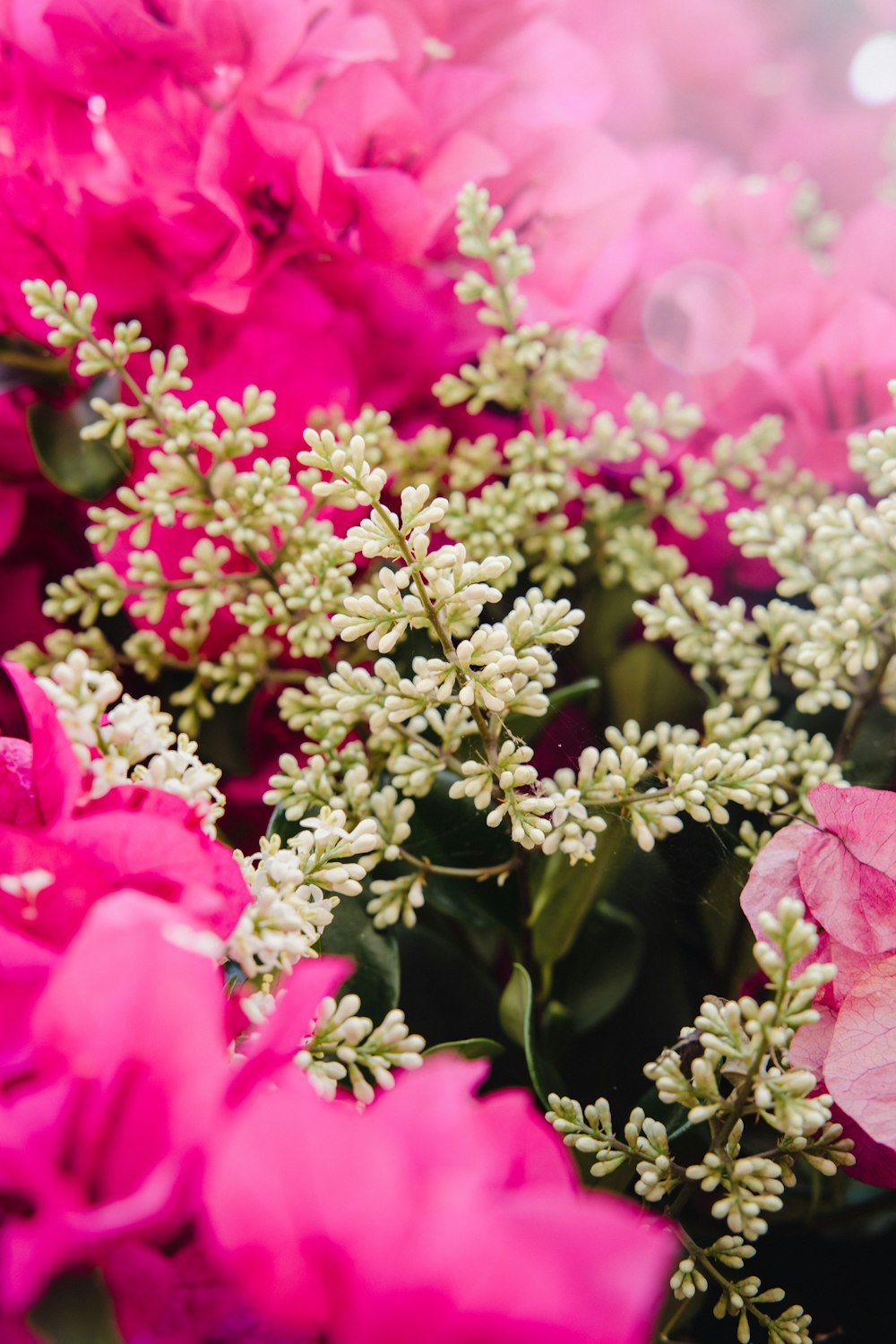 pink flowers with green leaves