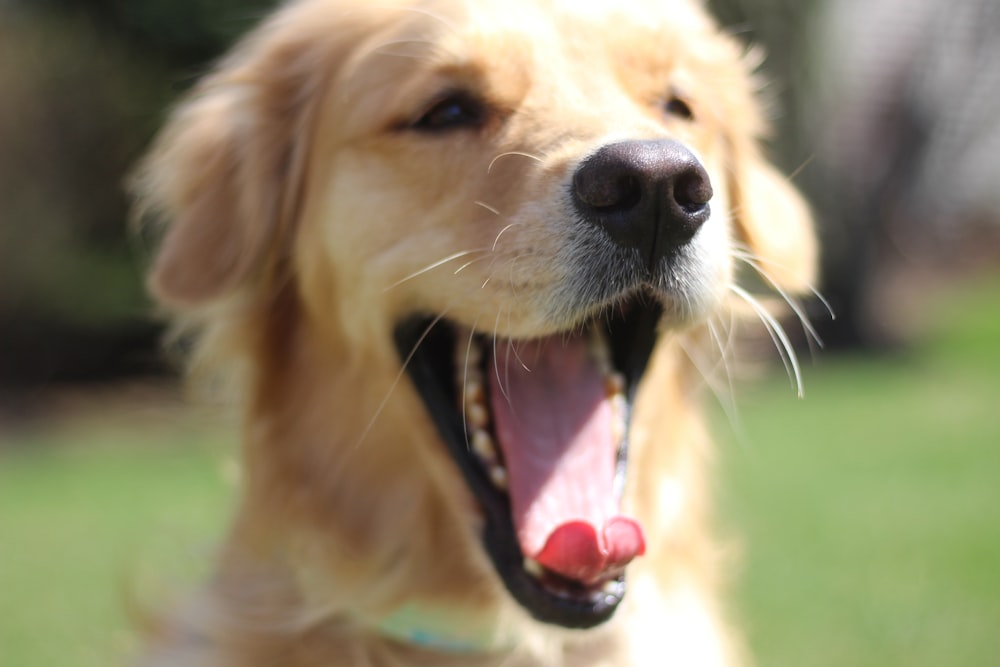 golden retriever puppy sticking tongue out