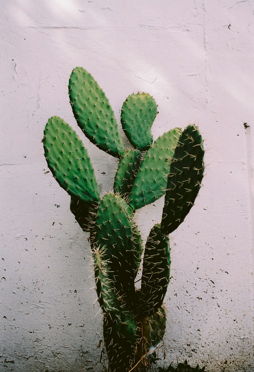 green cactus plant on white wall