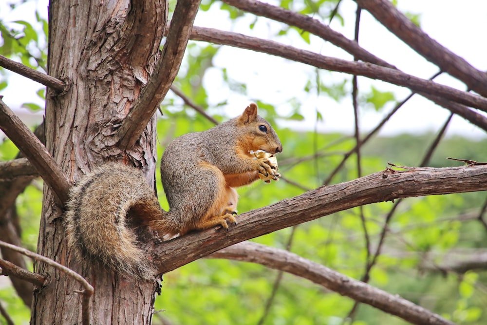 scoiattolo marrone sul ramo di legno marrone dell'albero durante il giorno