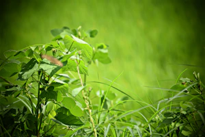 Close-up of a lush green plant with broad leaves, set against a natural, elegant background.