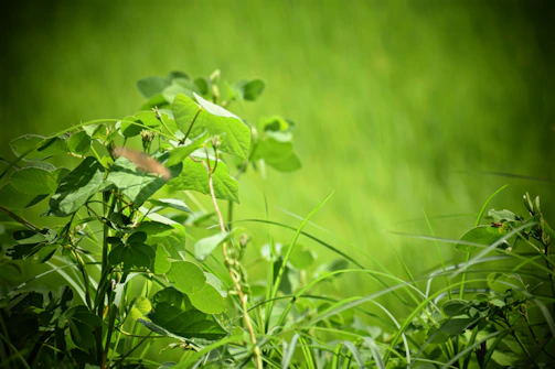 Close-up of a lush green plant with broad leaves, set against a natural, elegant background.