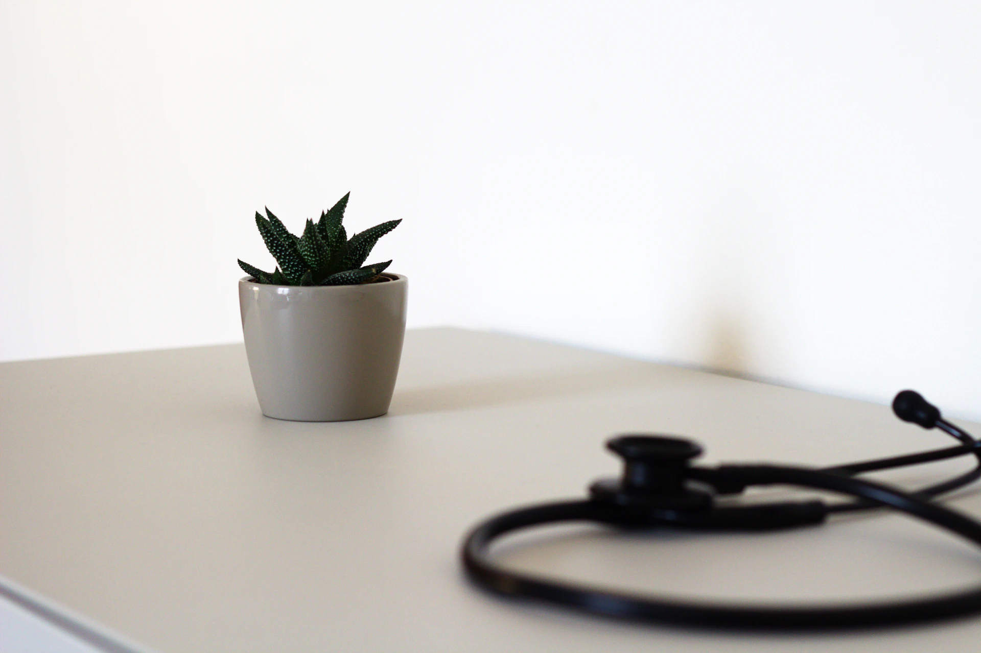 green plant in white pot