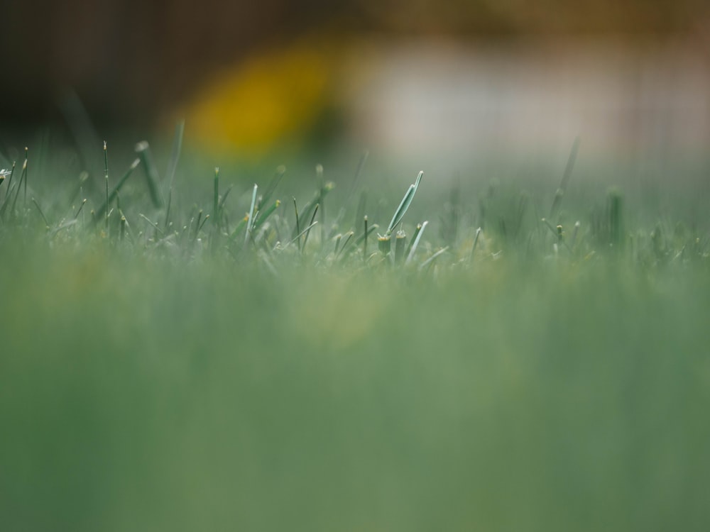 green grass field during daytime