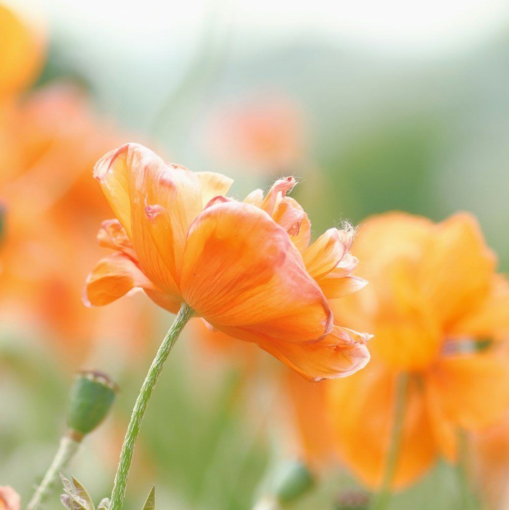 orange flower in tilt shift lens