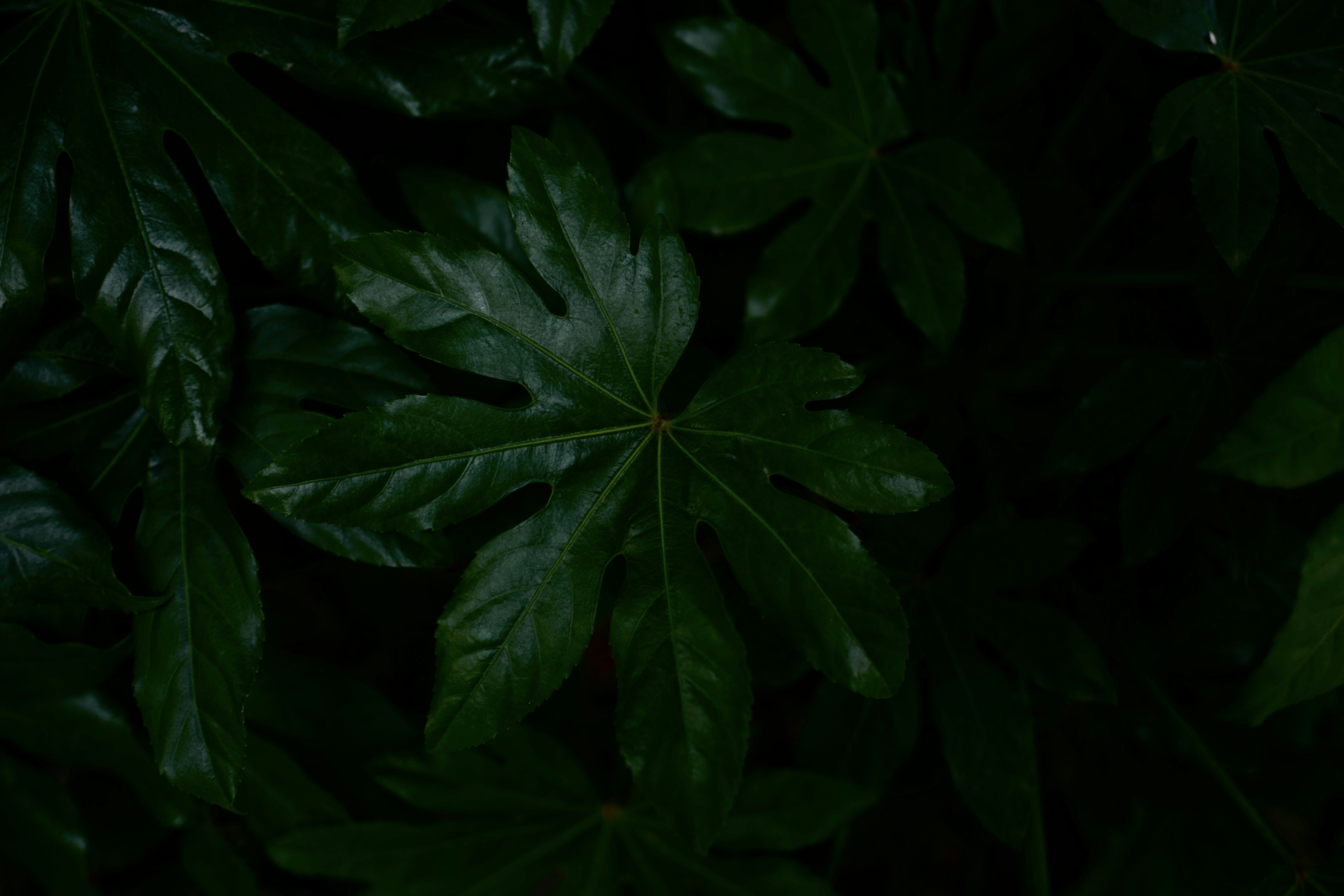 Green Leaves With Water Droplets