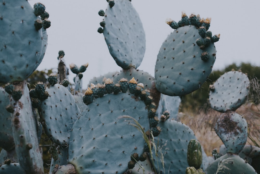 green cactus plant during daytime