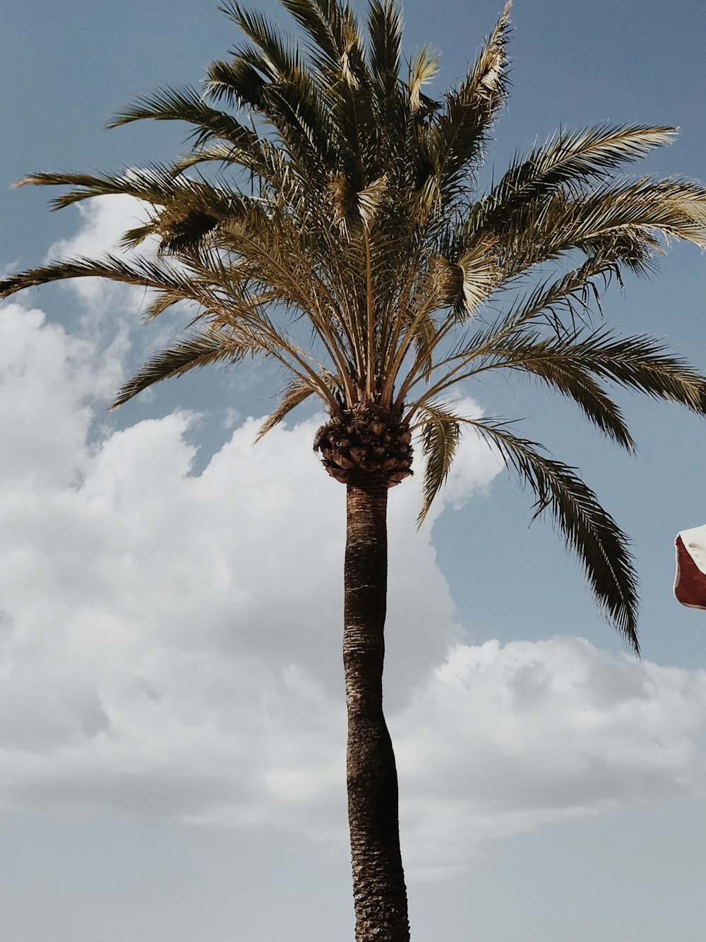 palm tree under white clouds