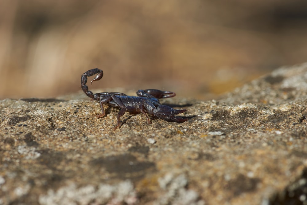 black and brown crab on brown rock