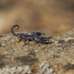 black and brown crab on brown rock