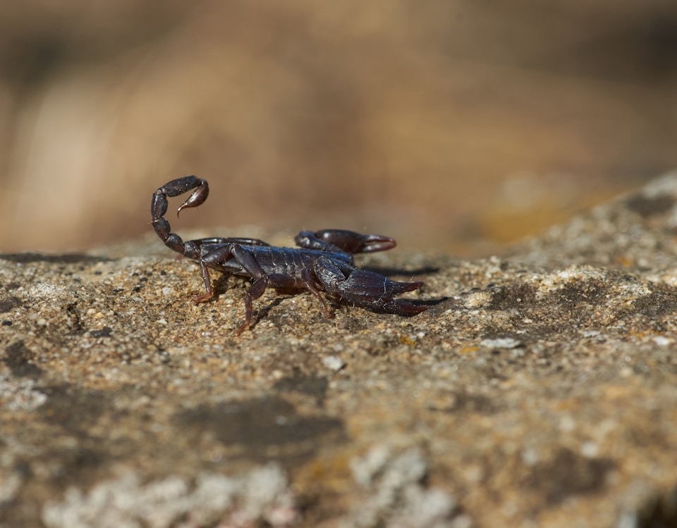 black and brown crab on brown rock