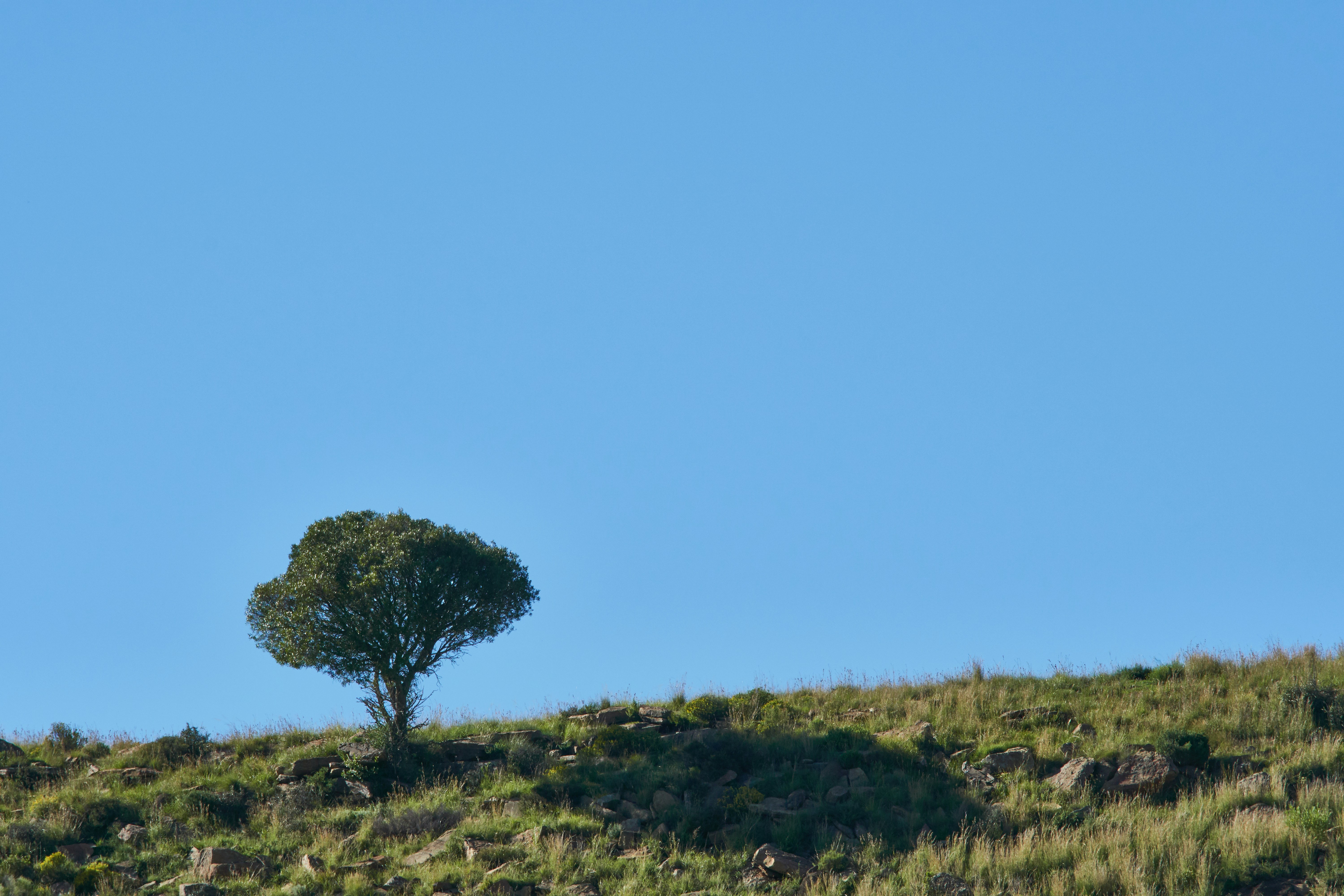 Photo by wolfgang_hasselmann