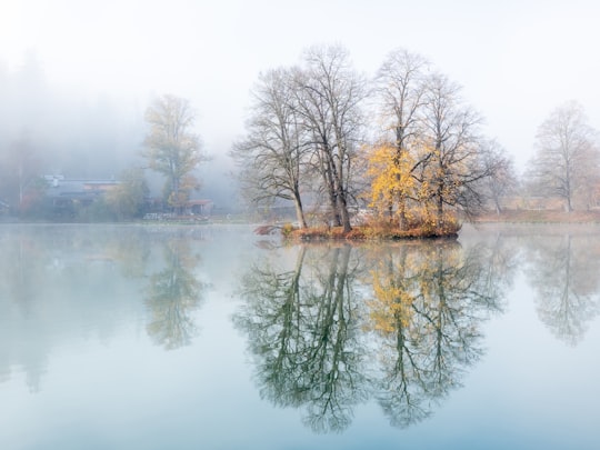brown trees on body of water during daytime in Trautenfels Austria
