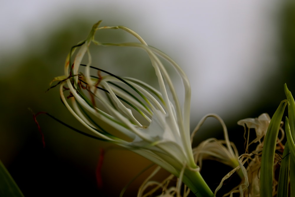 Weiße Blume in Tilt Shift Linse