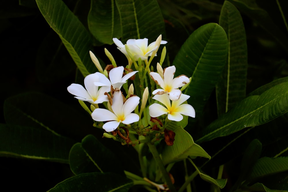white and yellow flowers with green leaves