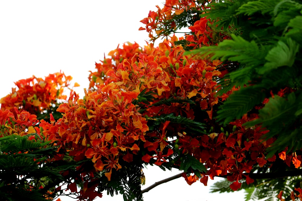 orange und grüne Blätter Baum