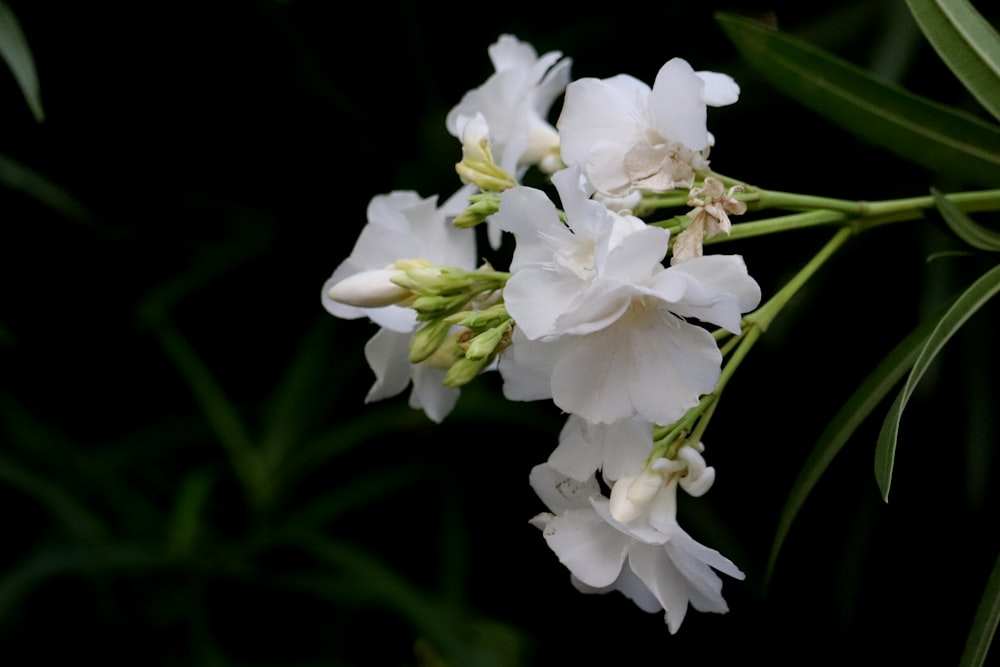 white flowers with green leaves