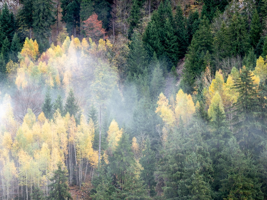 Forest photo spot Hohenschwangau Schloss Neuschwanstein